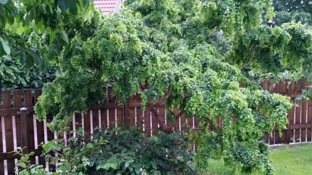 Skruvrobinia i svensk trädgård